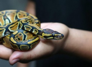 Comment prendre soin d un python royal (fiche d entretien et guide 2022)