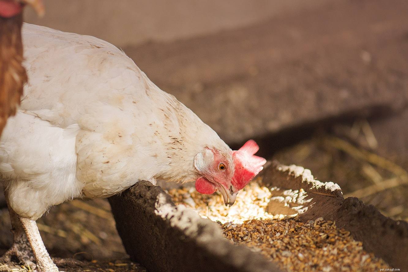 6 ricette facili di mangime per polli fatti in casa nel 2022