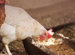6 jednoduchých receptů na domácí kuřecí krmení v roce 2022