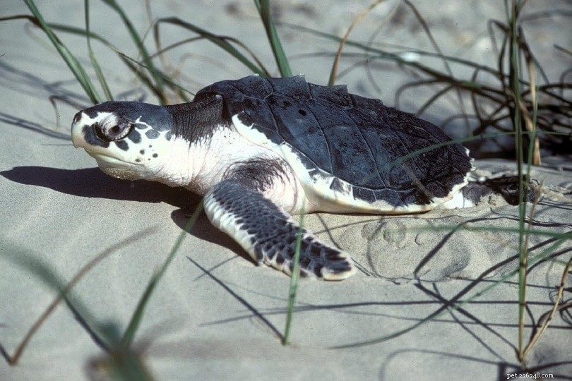 Hur ser sköldpaddsägg och -bon ut? (med bilder)
