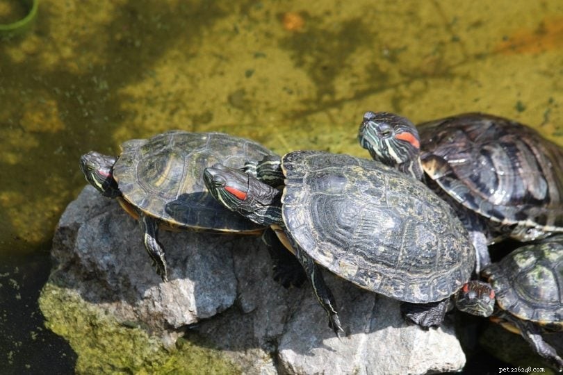 Hoe lang leven roodwangschildpadden? (Overzicht gemiddelde en maximale levensduur)