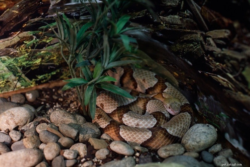 13 meilleures plantes pour les habitats de serpents (avec photos)