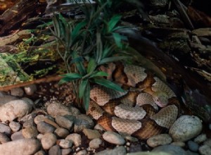 13 nejlepších rostlin pro stanoviště hadů (s obrázky)