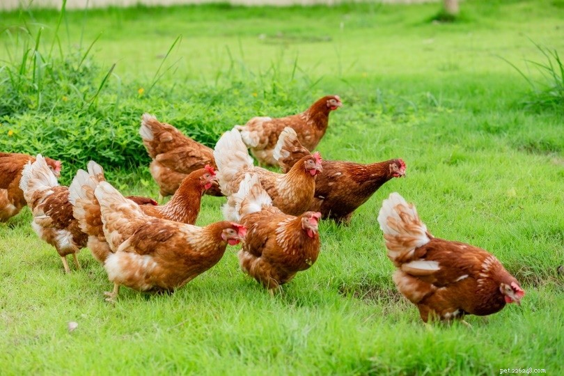 Quanto vivono i polli? (Durata della vita del pollo nel 2022)
