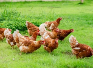 Hur länge lever kycklingar? (Kycklinglivslängd 2022)