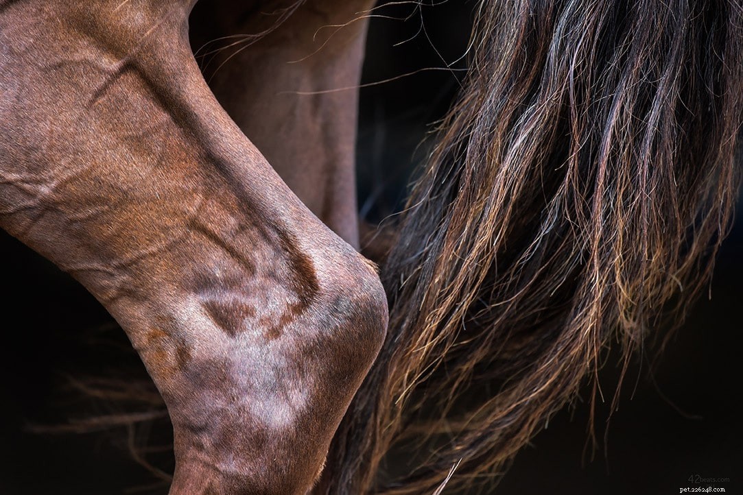 PSSM em cavalos:o que é, sintomas, pode ser curado?