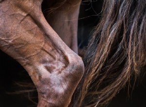 PSSM chez les chevaux :qu est-ce que c est, symptômes, peut-il être guéri ?