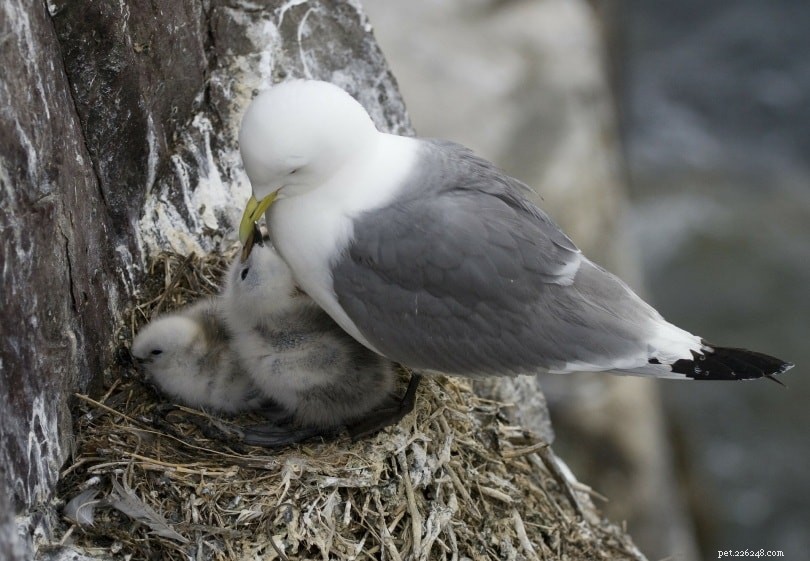 Wat eten babyvogels? Voedingstips en voedingsbehoeften