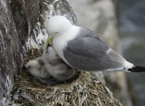 Que mangent les bébés oiseaux ? Conseils d alimentation et besoins alimentaires
