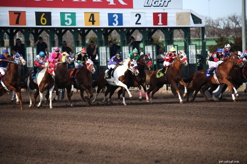 6 tipos de corridas de cavalos e classes explicadas
