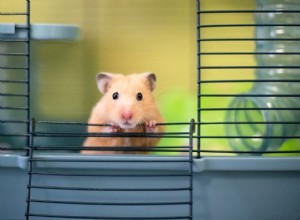Hur man rengör en hamsterbur (6 snabba steg)