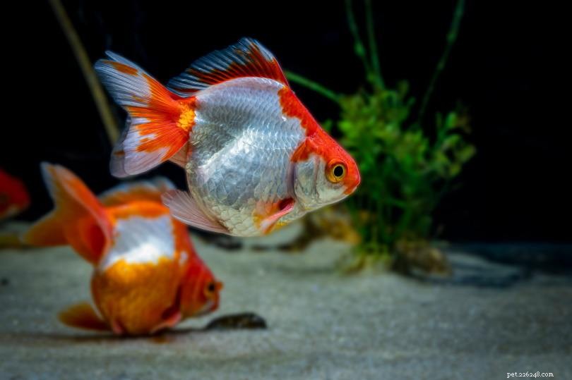 Begrijpen waarom je goudvis stierf:9 mogelijke redenen