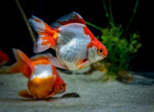 Compreendendo por que seu peixinho dourado morreu:9 razões potenciais