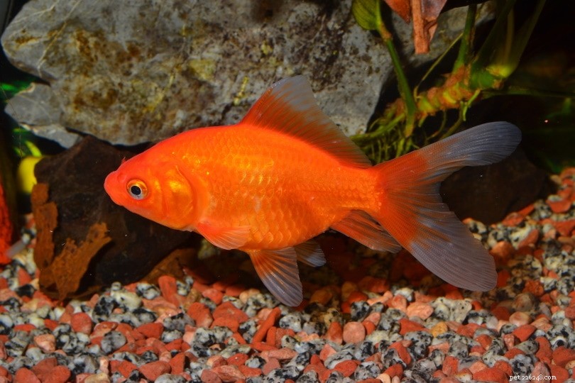 Keeping Feeder Goldfish:Guida completa 2022