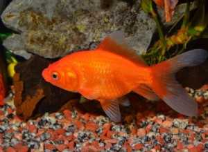 Keeping Feeder Goldfish:Kompletní průvodce 2022