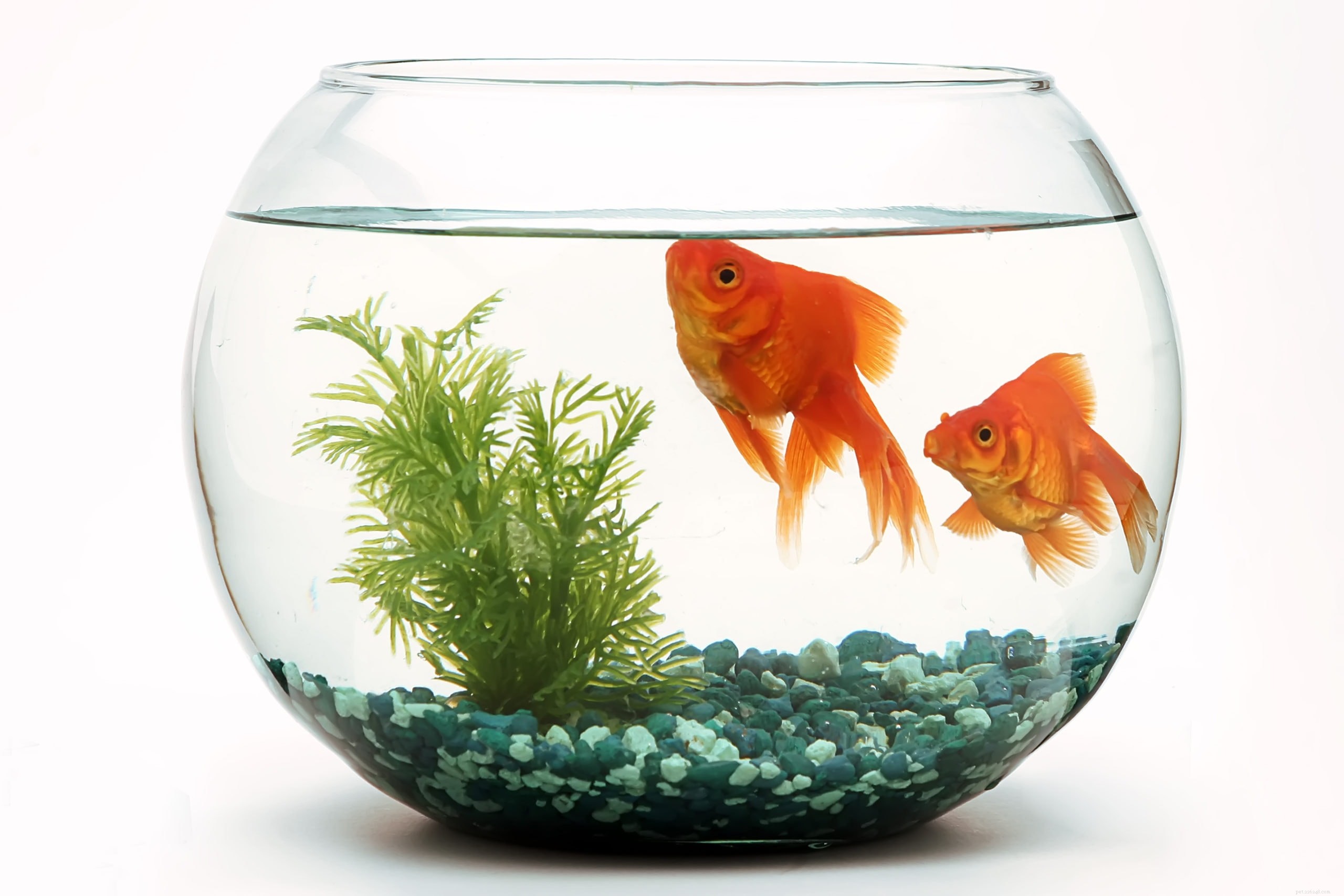 Kan guldfiskar trivas i en skål? Det överraskande svaret