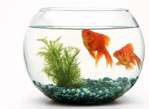 Kan guldfiskar trivas i en skål? Det överraskande svaret