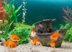 9 erros a serem evitados como detentor de peixinho dourado
