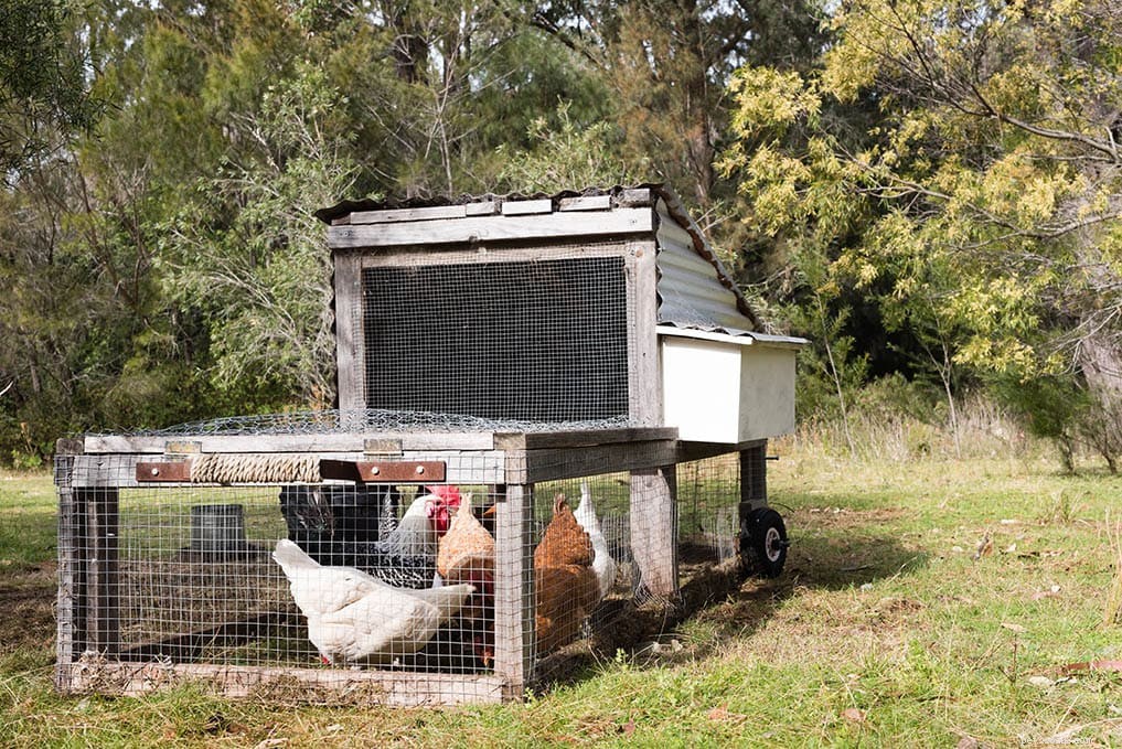 12 progetti fai-da-te per trattorini per polli che puoi realizzare oggi