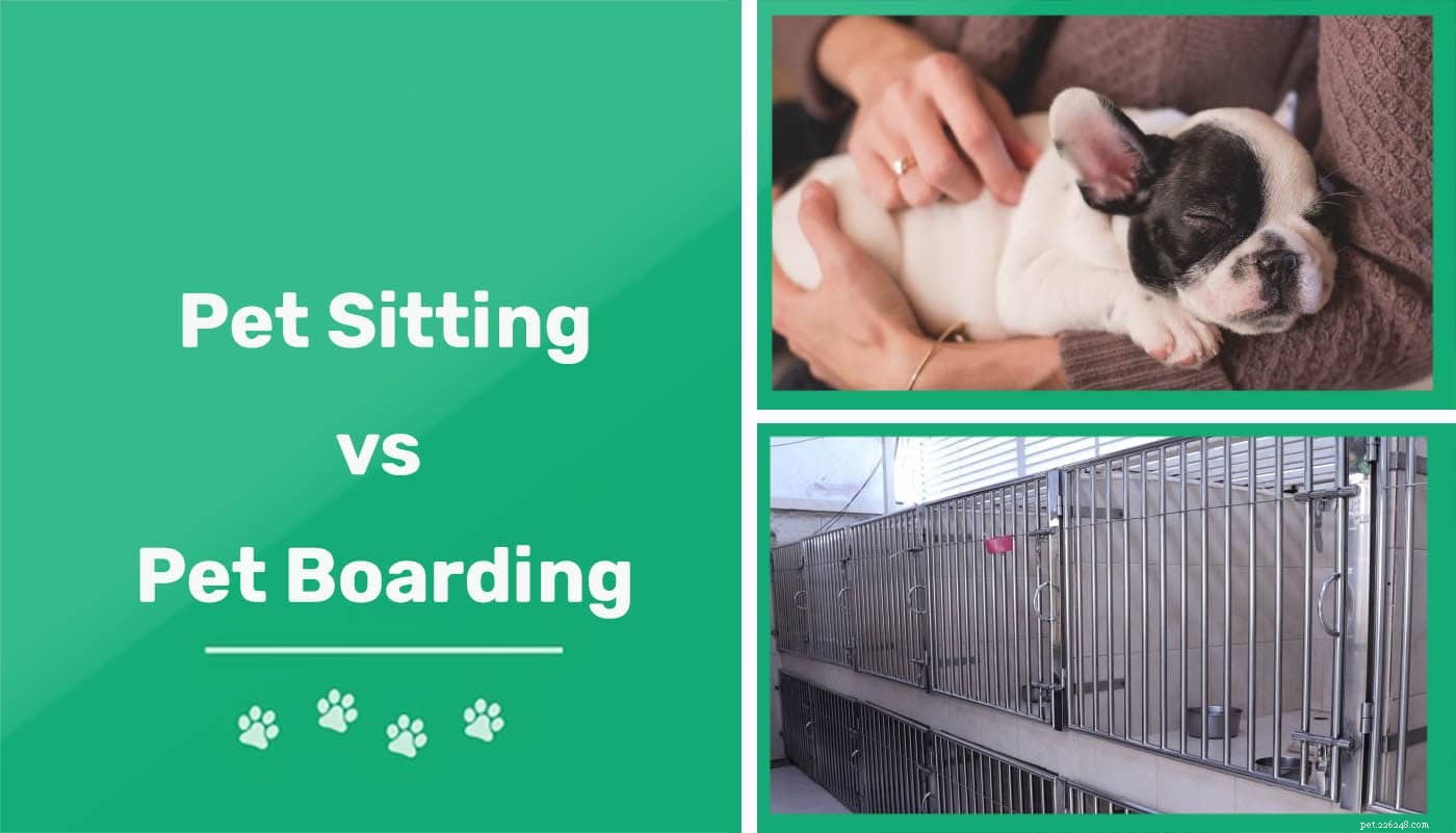 Djurpassning vs. boarding:Vad är skillnaden och vad är bäst för ditt husdjur?