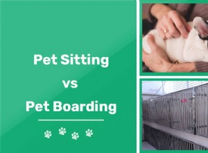ペットの座り方と搭乗：ペットにとっての違いと最適な点は何ですか？ 