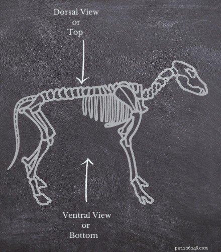 Anatomia do cão - Guia rápido