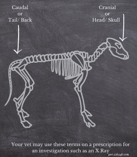 Anatomie du chien - Guide rapide