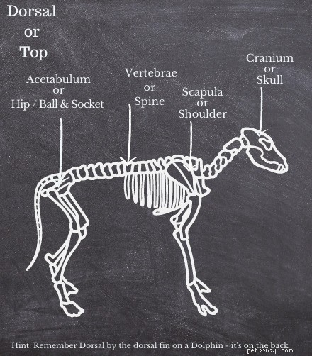 Anatomie psů – stručný průvodce