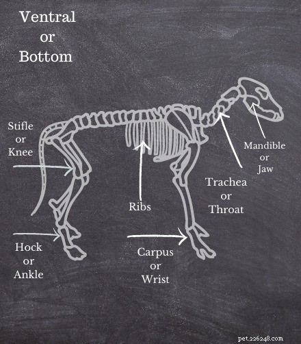 Anatomia del cane - Guida rapida