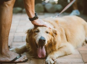 Elogios para cães e Super Dog Mom