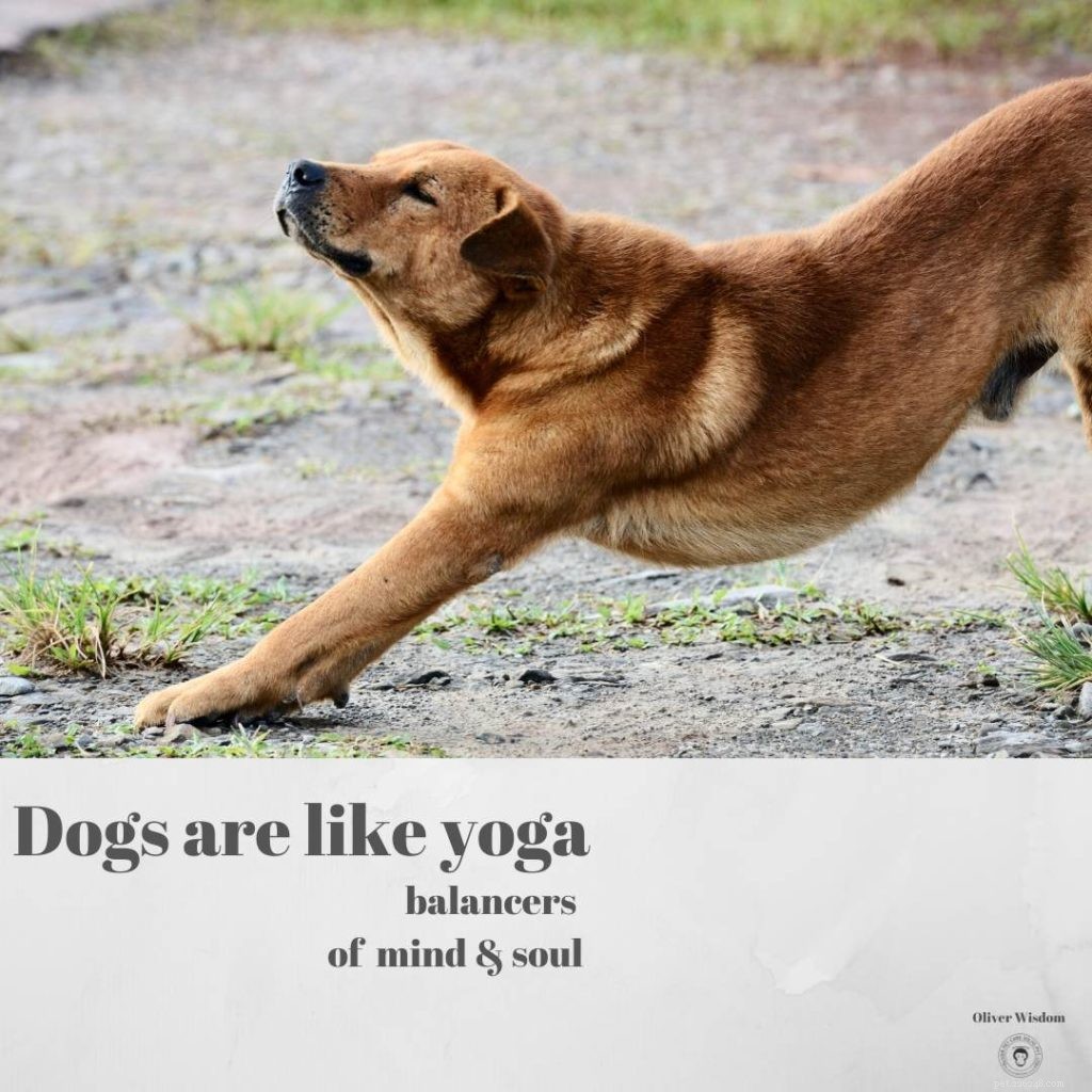 Cani e yoga