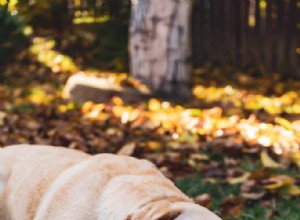 Acampamento para cães perto de mim