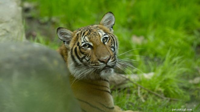 Coronavirus:Tiger på Bronx Zoo testar positivt för Covid-19