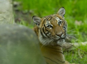 Coronavírus:tigre no zoológico do Bronx testa positivo para Covid-19