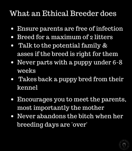 Criador de cães éticos e outras tendências do mundo canino