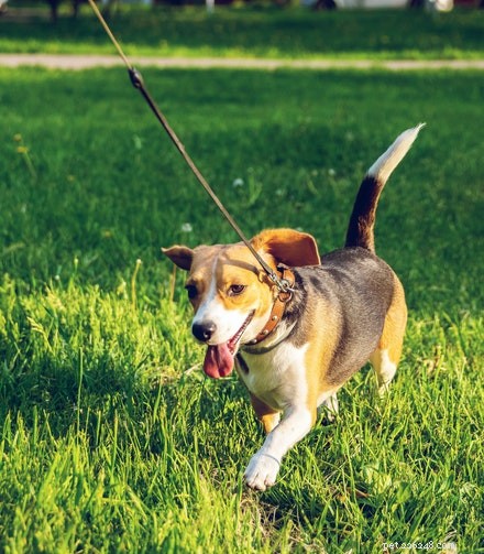 Est-ce qu un Beagle est le chien qu il vous faut ?