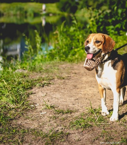 Är a Beagle the Dog för dig?