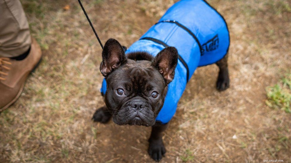 5 anledningar till att din franska bulldog är en måltavla för  hundtoppare 