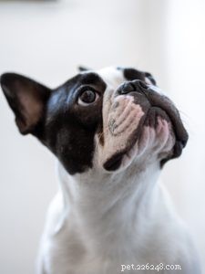 5 motivi per cui il tuo Bulldog francese è un bersaglio per i  napper per cani 