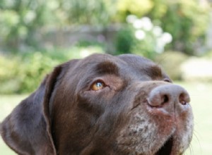 Displasia da anca em cães