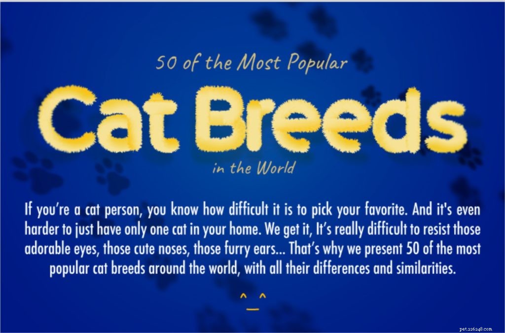 As raças de gatos mais populares do mundo