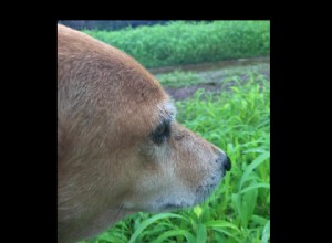 Život se slepými psy a pěstounská péče