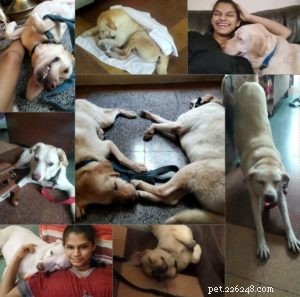 Att leva med och fostra blinda hundar