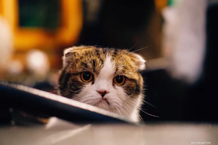Gli animali odiano:3 cose che infastidiranno il tuo gatto