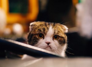 애완동물 혐오:고양이를 짜증나게 하는 3가지
