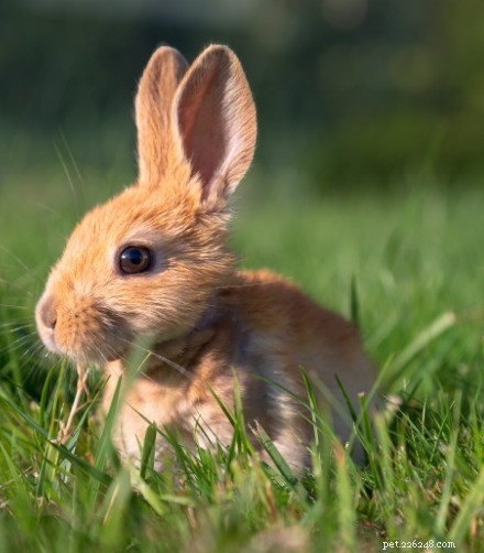 Il tuo coniglietto pasquale è su Bunny Tinder?