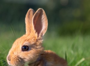 Seu coelhinho da Páscoa está no Bunny Tinder ?