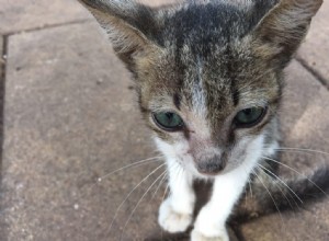 Gatos e ansiedade - quais são os sinais?