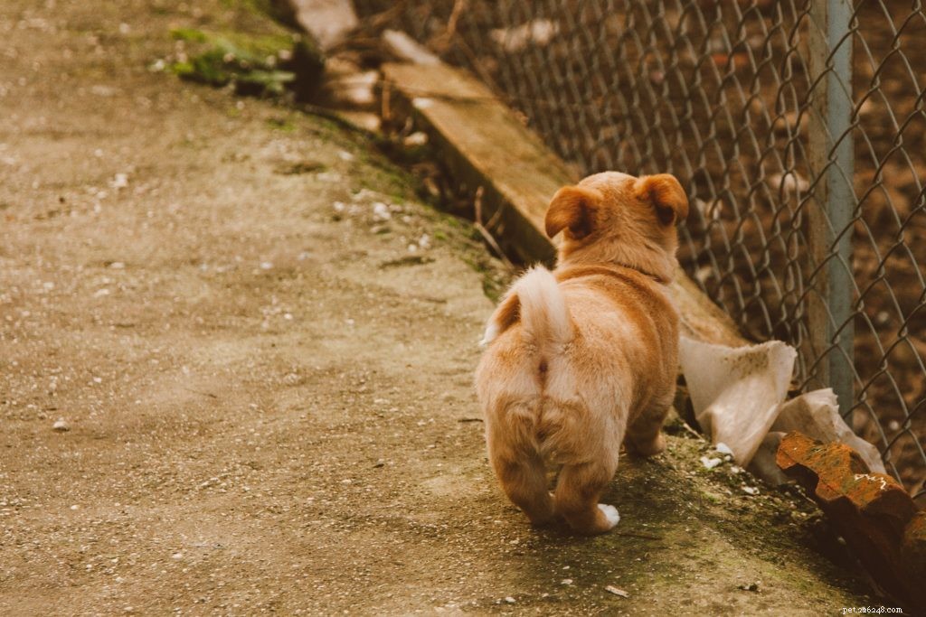 10 roliga fakta om husdjursvård