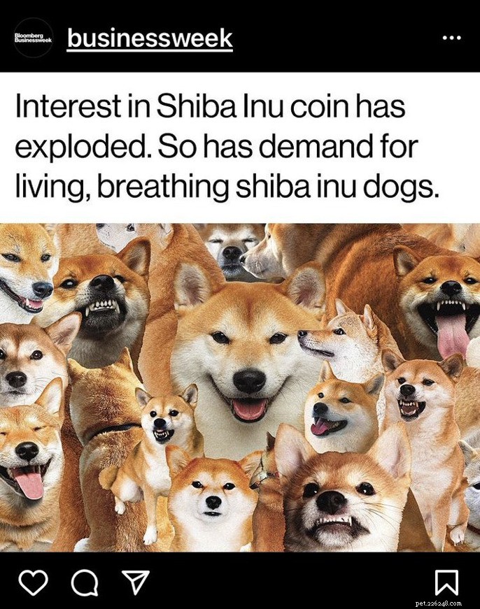 Shiba Inu, 동전 또는 개 열풍?